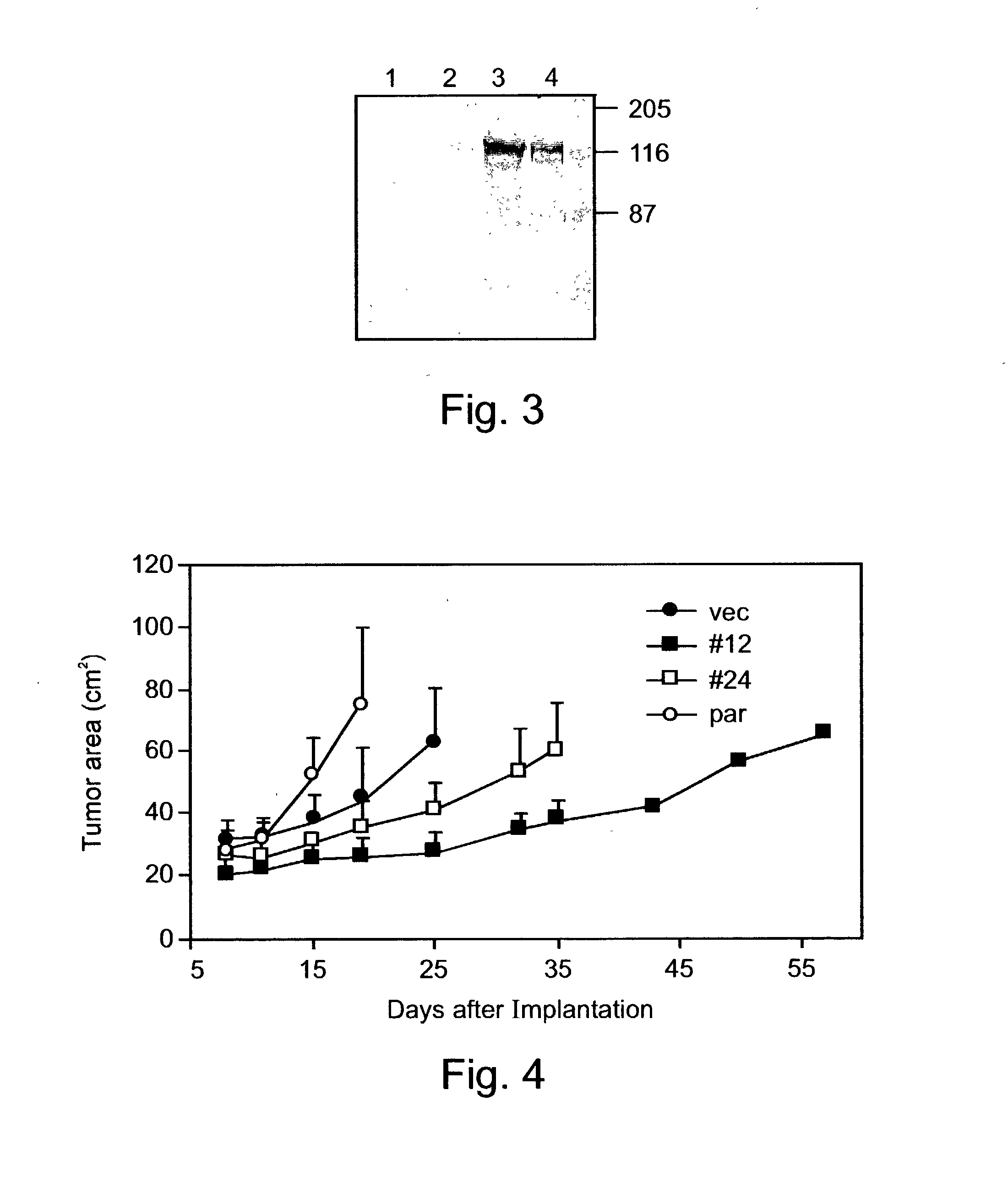 Pharmaceutical compositions and methods useful for modulating angiogenesis and inhibiting metastasis and tumor fibrosis