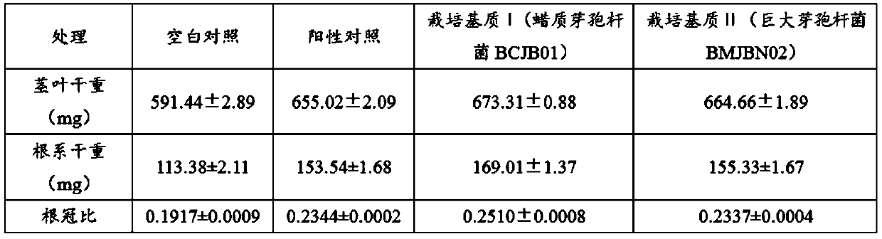 Application of bacillus BCJB01 and BMJBN02 to production of strawberries