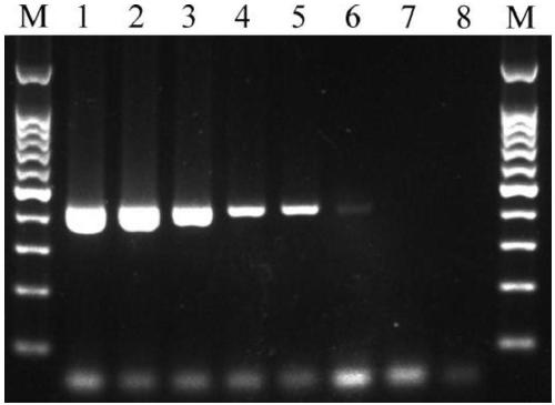 Meloidogyne suginamiensis PCR detection specific primer and kit