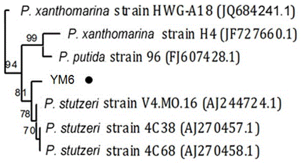 Pseudomonas stutzeri and metabolite thereof as well as application of pseudomonas stutzeri YM6 to prevention and treatment of asperigillus flavus and toxins