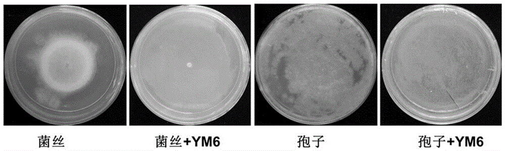 Pseudomonas stutzeri and metabolite thereof as well as application of pseudomonas stutzeri YM6 to prevention and treatment of asperigillus flavus and toxins