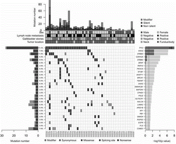 Targeted sequencing method for mutations in erbb signaling pathway for prognostic assessment of gallbladder cancer