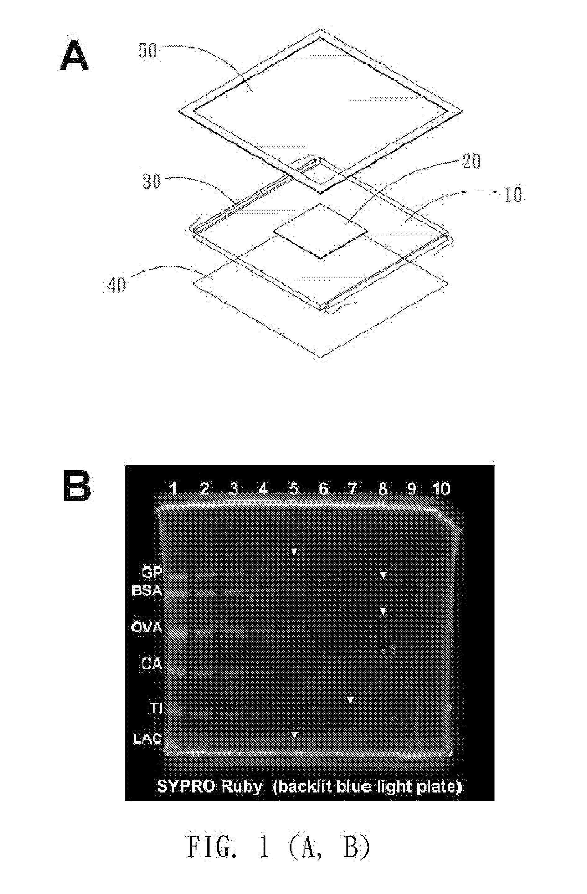 Device for exciting fluorescent samples using visible light or ultraviolet light
