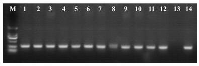Application of panax japonicus beta-amyrin synthase gene Pjbeta-AS