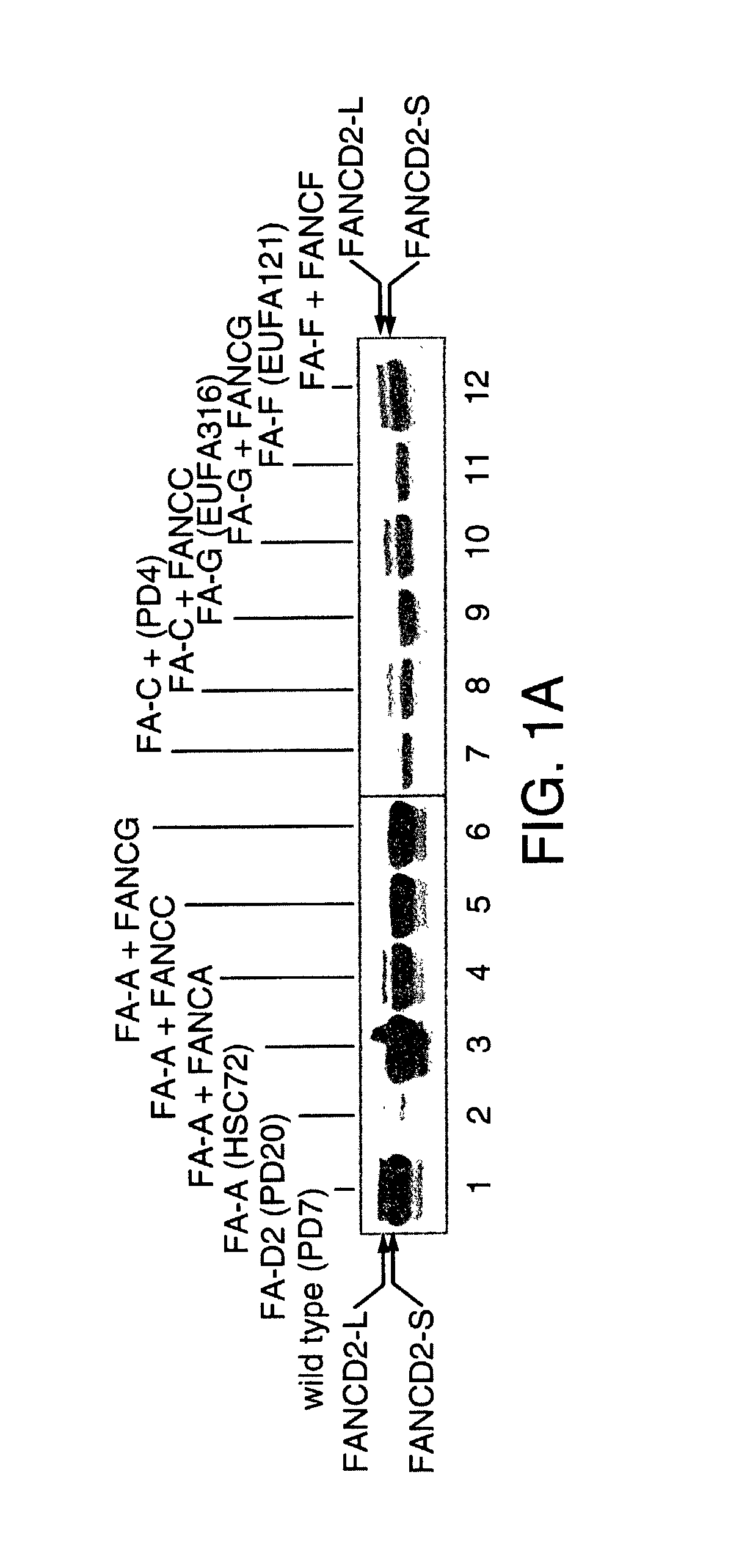 Methods and compositions for the diagnosis of cancer susceptibilities and defective DNA repair mechanisms and treatment thereof