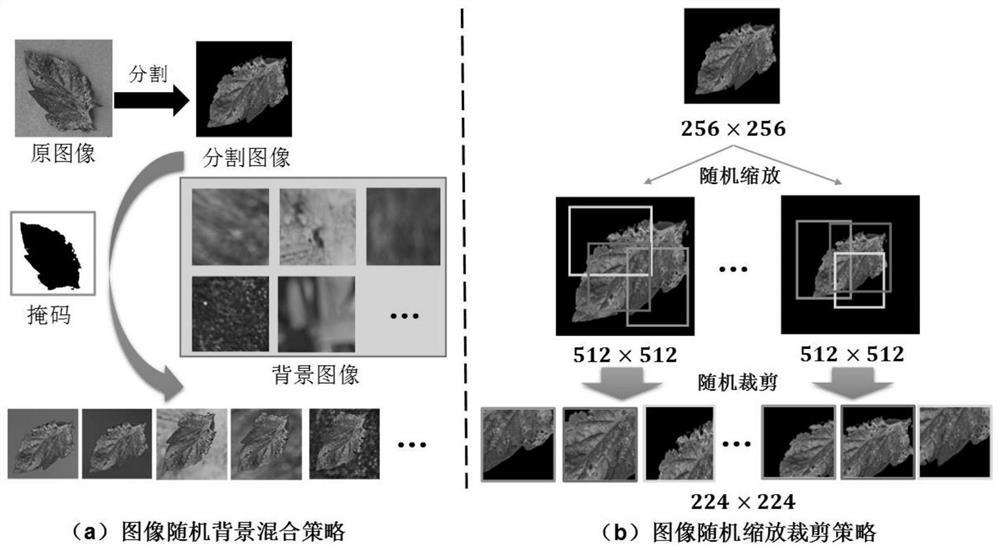 An automatic identification method of crop diseases and insect pests adapted to the field