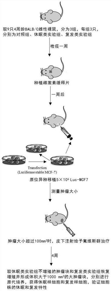 Construction method of dormant or recurrent cell strain induced by tumor endocrine drug