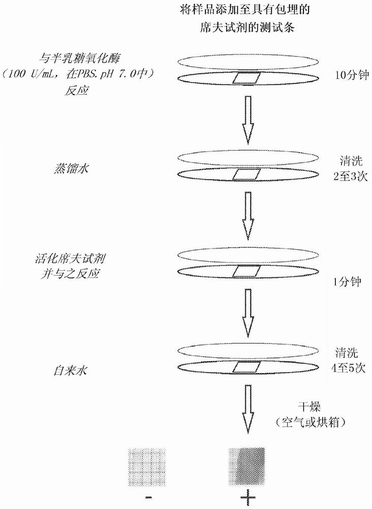 Screening methods, devices and kits for detecting mucous membrane carbohydrates and related conditions