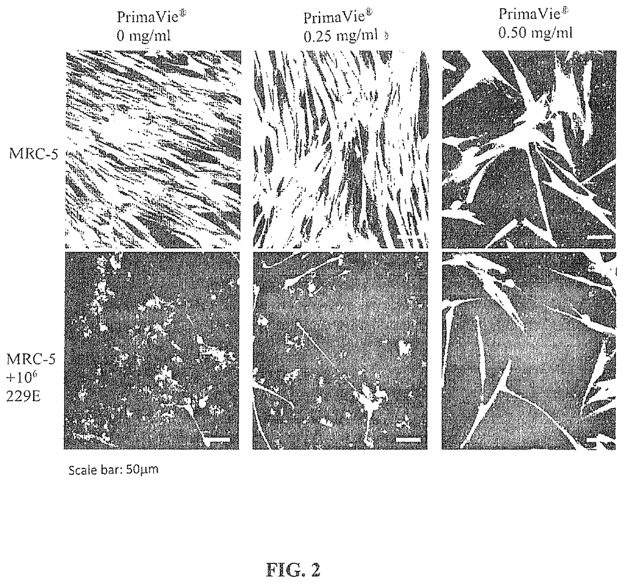 Protection against coronavirus infection by extracts and extract components