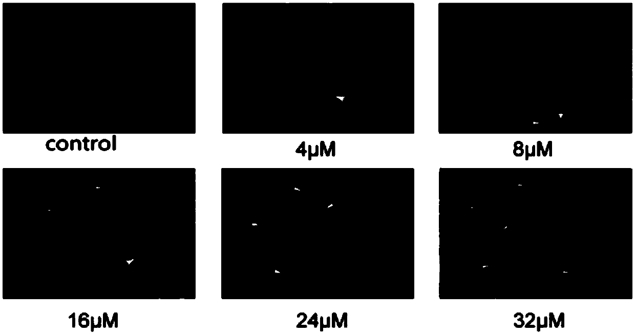 Application of quinoline derivative of N isostere tectoridin in anti-hepatoma drugs