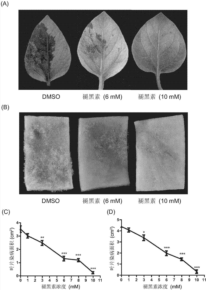 New applications of melatonin in inhibition of plant oomycetes diseases, and novel plant oomycetes bactericide