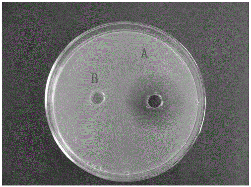 Broad-spectrum antibacterial saccharomycete