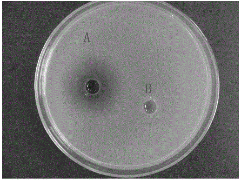 Broad-spectrum antibacterial saccharomycete