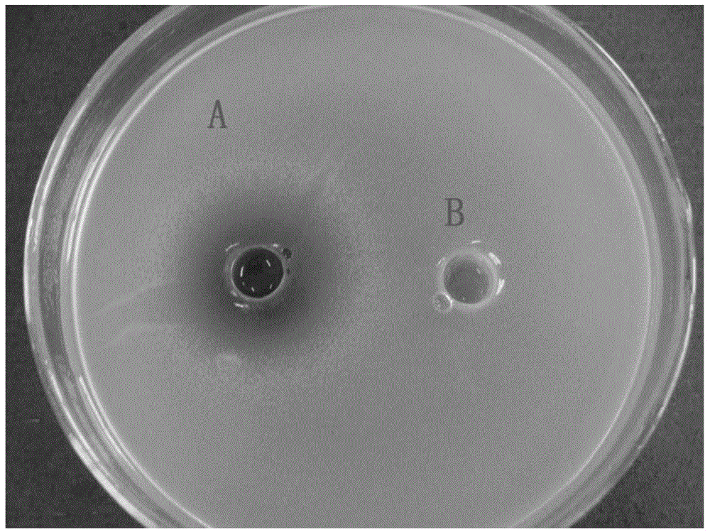 Broad-spectrum antibacterial saccharomycete