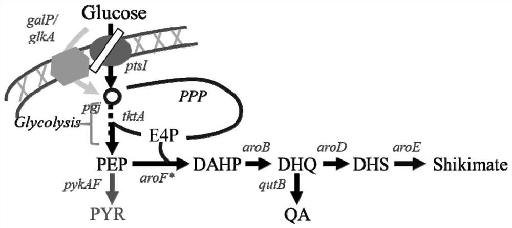 Recombinant Escherichia coli strain related to production of quinic acid and its construction method and application