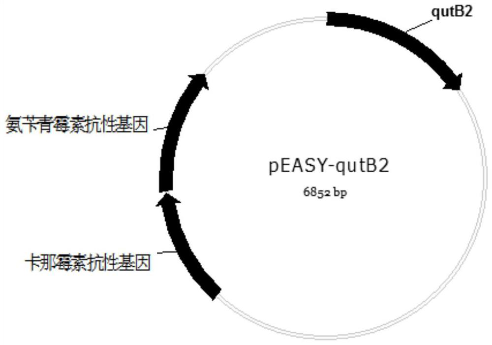 Recombinant Escherichia coli strain related to production of quinic acid and its construction method and application