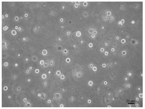 A kind of culture medium and method for cultivating trochophore larvae cell line