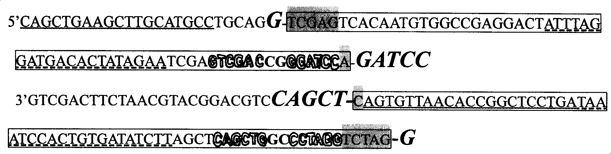 Method for preparing nucleic acid molecular weight label