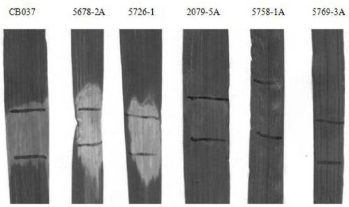 Application of wheat stripe rust pstg_17694 gene in stripe rust control and breeding method of stripe rust resistant wheat
