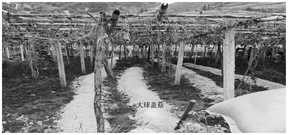 A method for planting large ball cap mushrooms under a chayote frame in summer in high altitude areas of Guizhou