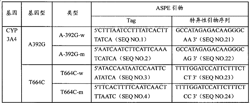 CYP3A4 gene SNP detection specific primer, liquid-phase chip and method