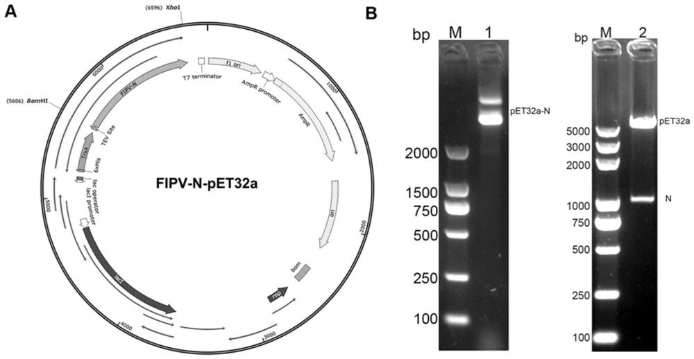 FIPV N recombinant protein and obtained colloidal gold test strip for rapidly detecting FIPV infection