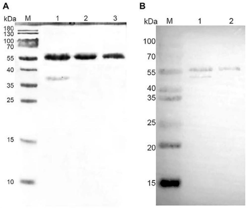 FIPV N recombinant protein and obtained colloidal gold test strip for rapidly detecting FIPV infection