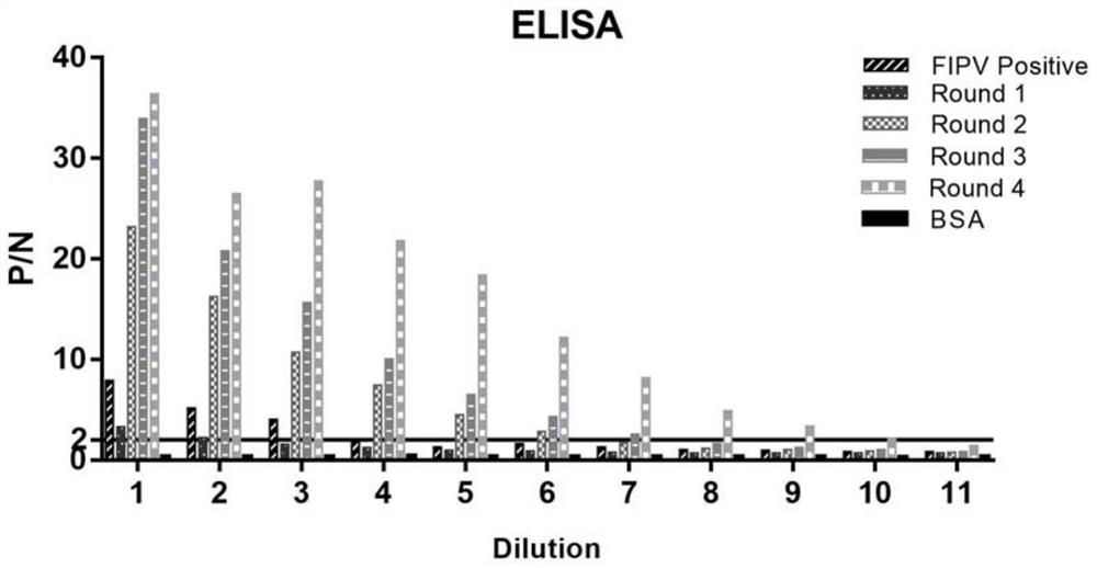 FIPV N recombinant protein and obtained colloidal gold test strip for rapidly detecting FIPV infection