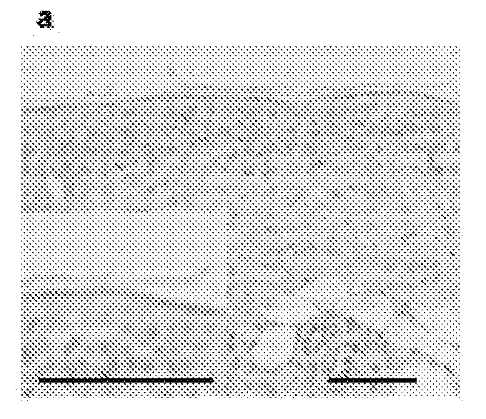 Promoter For The Production Of Hyaluronic Acid Containing Ginsenoside Compound K