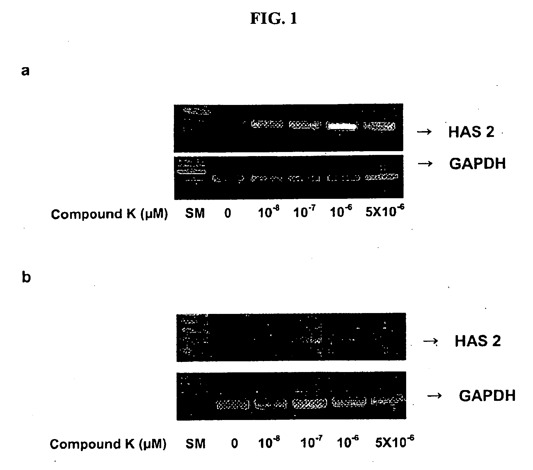 Promoter For The Production Of Hyaluronic Acid Containing Ginsenoside Compound K