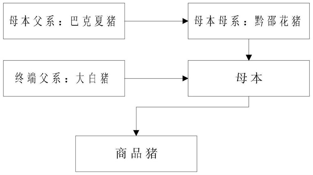 Breeding method of matching lines of commercial pigs, suckling pigs and roast suckling pigs