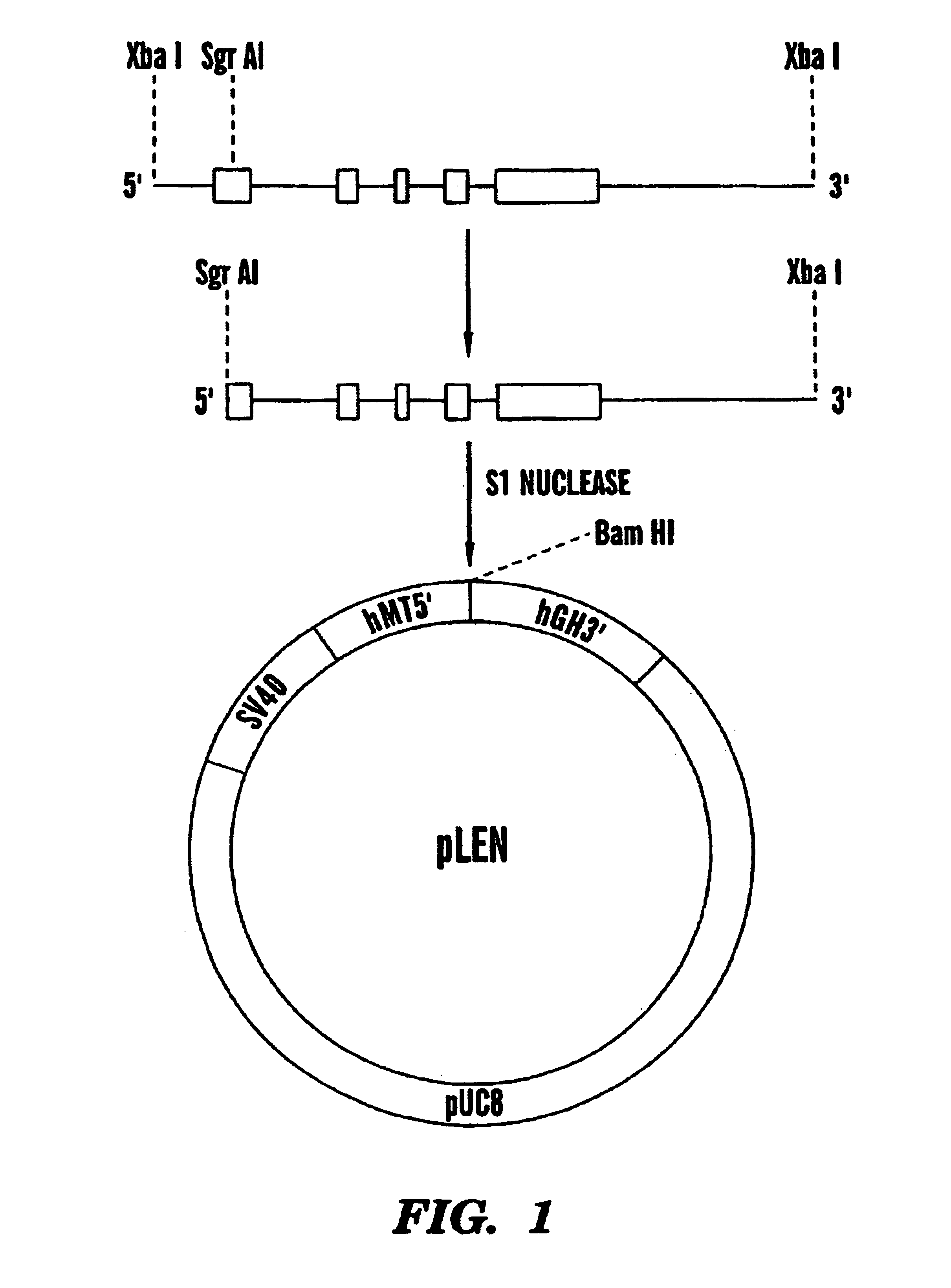 Canine erythropoietin gene and recombinant protein