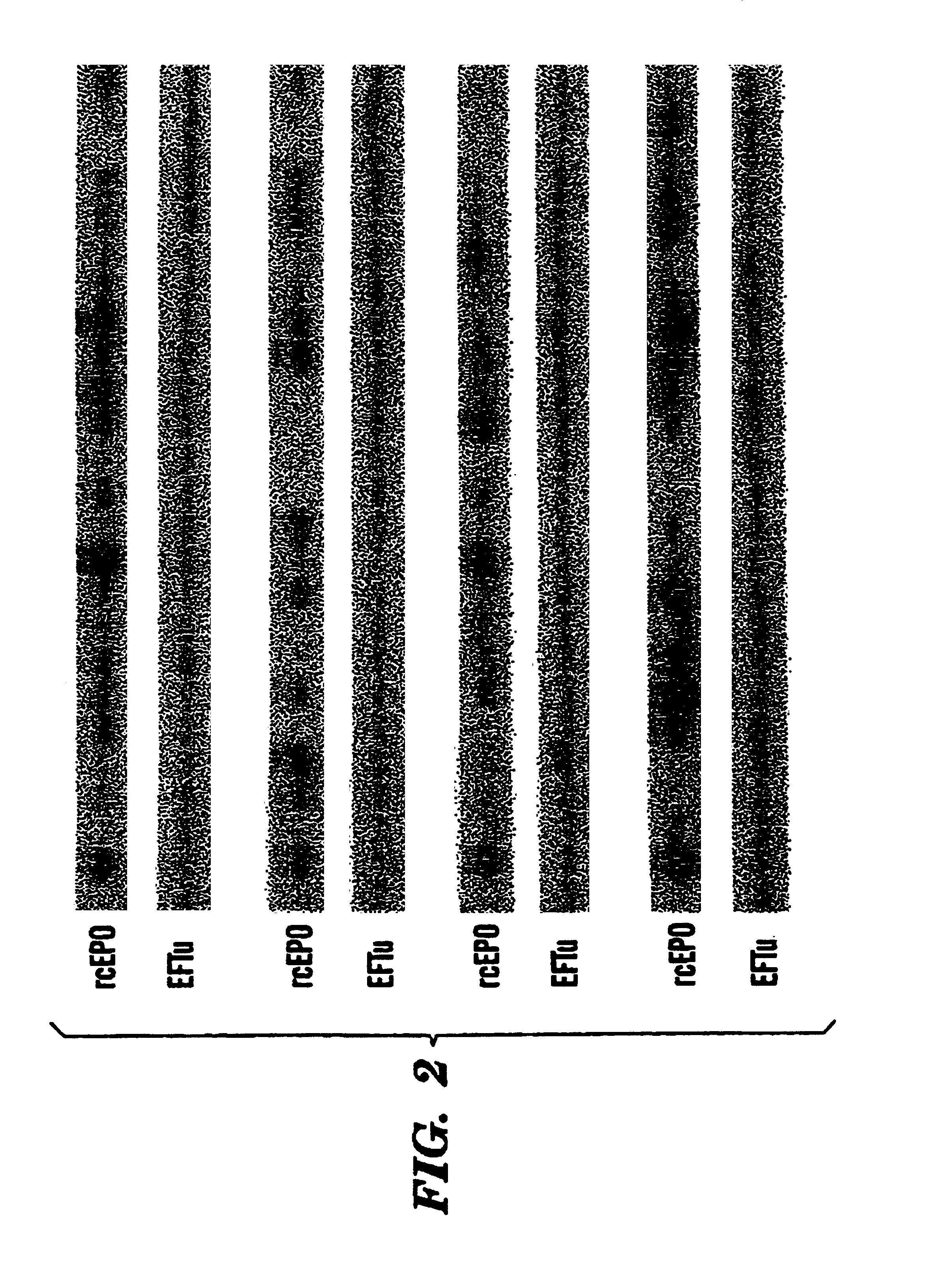 Canine erythropoietin gene and recombinant protein