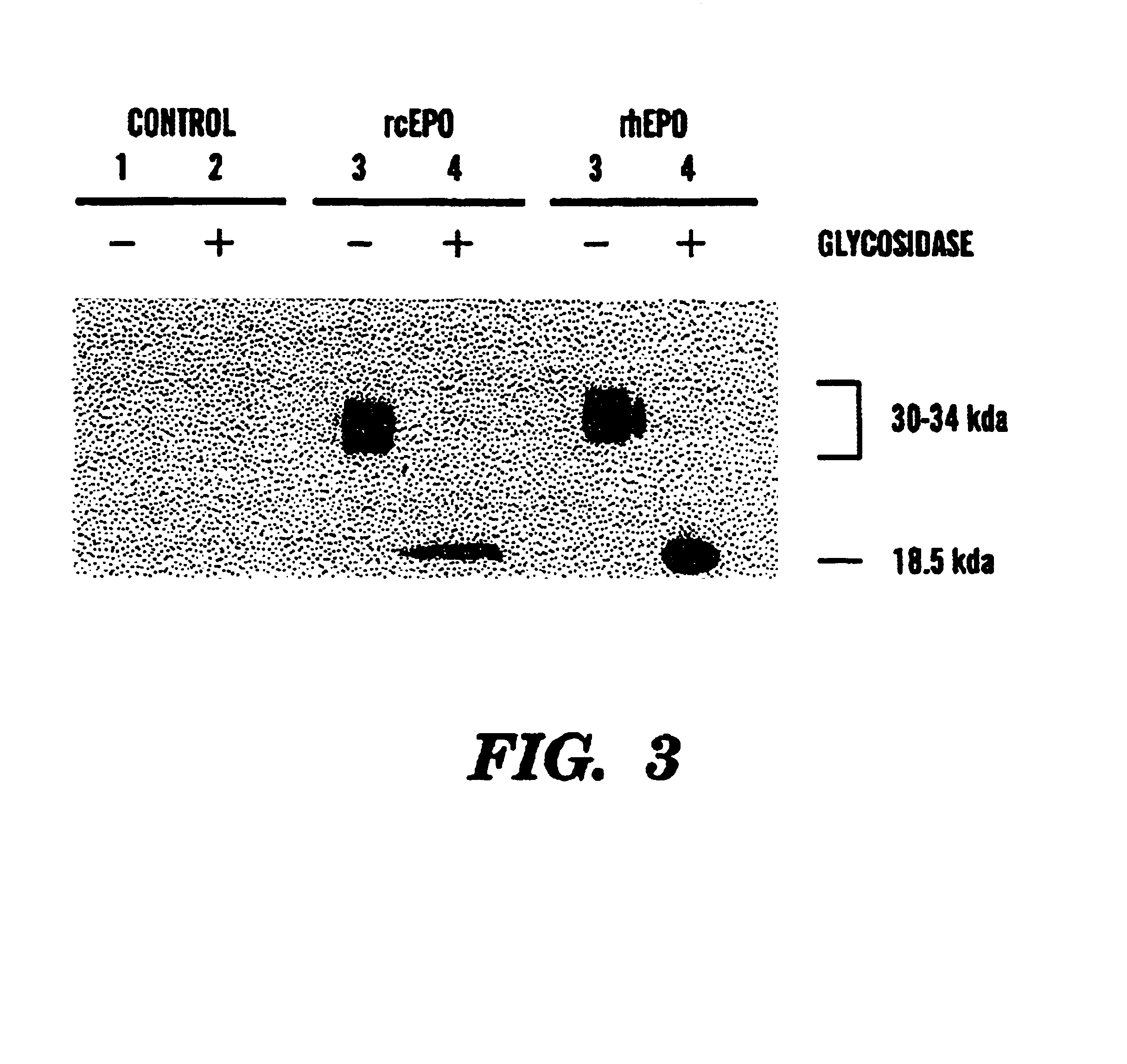 Canine erythropoietin gene and recombinant protein