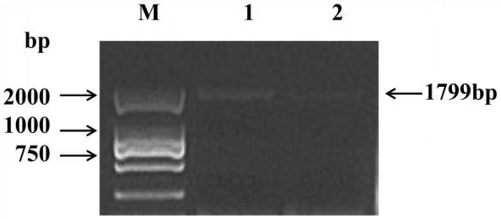 Hongyan strawberry nitrate transporter gene FaNRT1.1 and application thereof