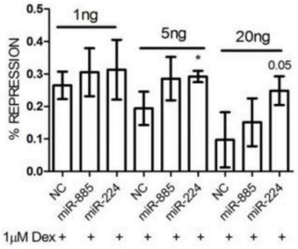 Application of mir‑885‑5p and mir‑224‑5p in drug preparation