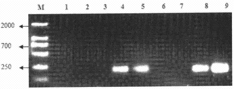 Method for extracting total DNAs of soil microorganisms at high purity
