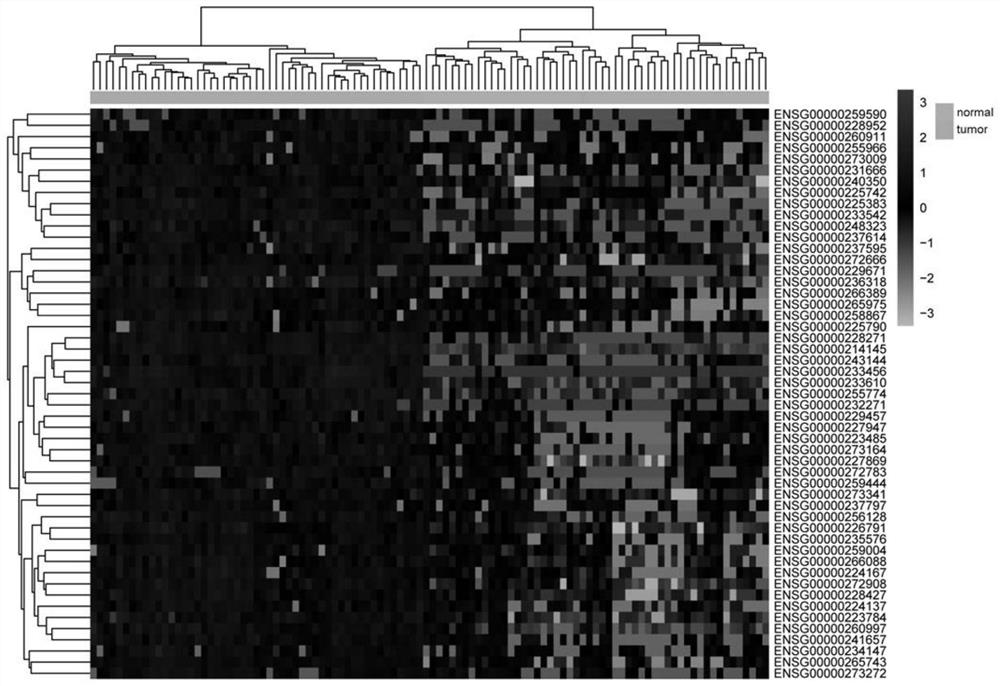 Application of lncRNA combination in the preparation of products for predicting the prognosis of renal clear cell carcinoma and the sensitivity of molecular targeted drug therapy