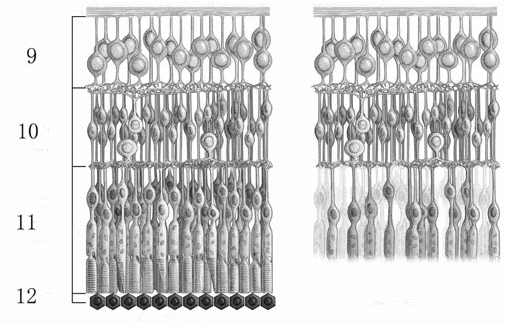 Co-culture method of photosensory precursor cells and retinal tissue in vitro