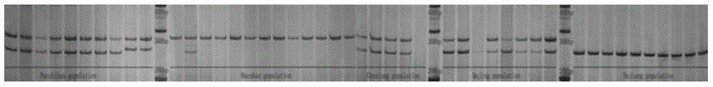 Indian truffle ssr primer and its cross-species screening method and application