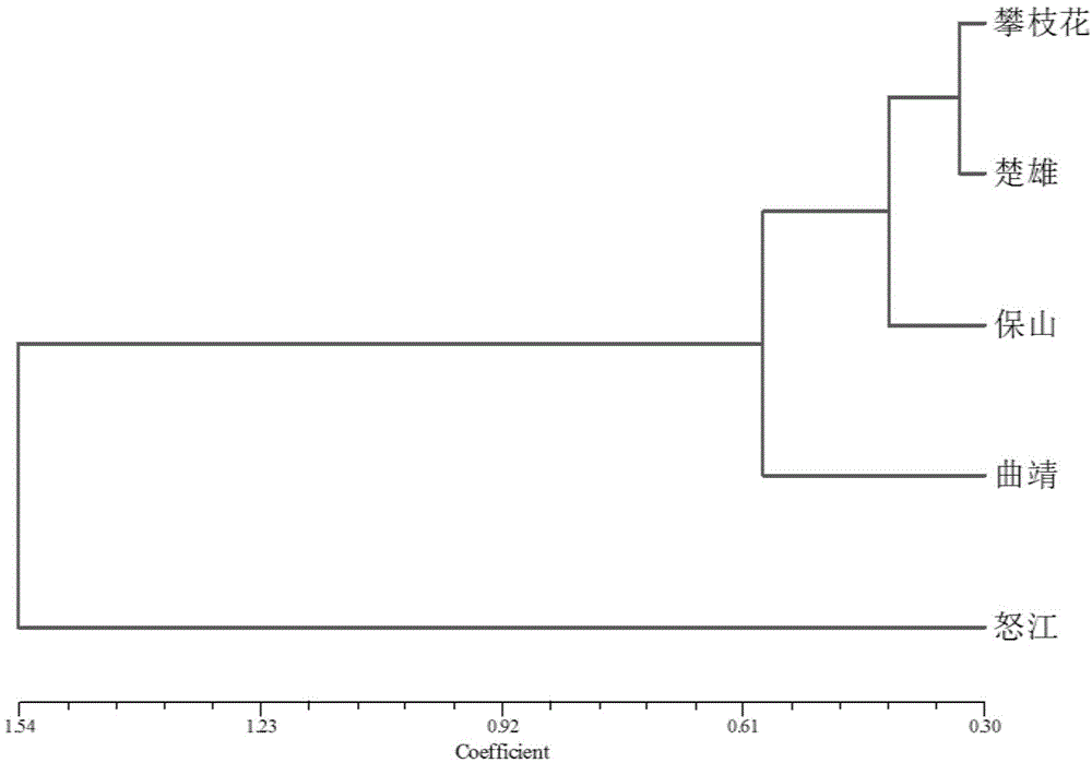 Indian truffle ssr primer and its cross-species screening method and application