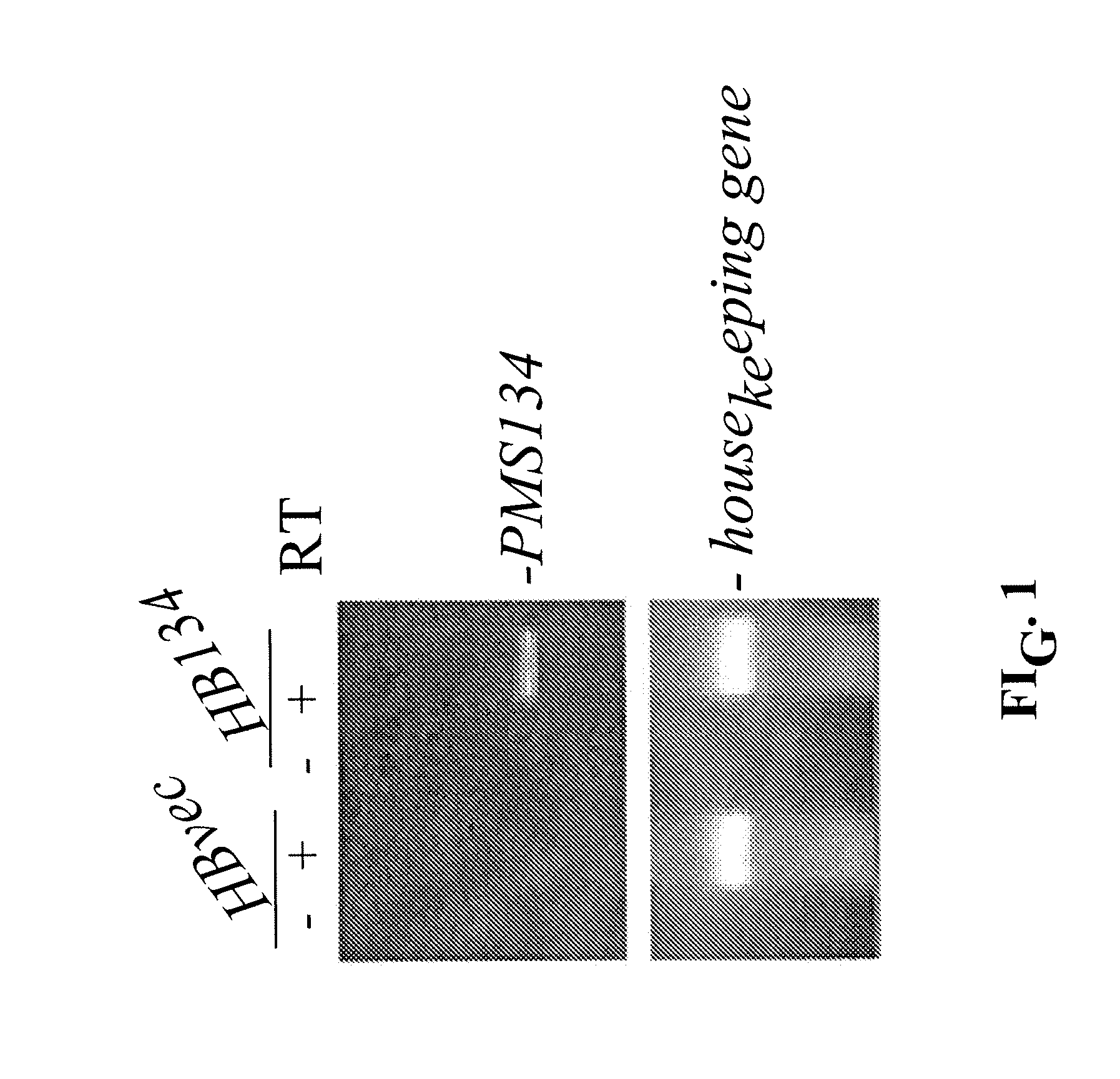 Antibodies And Methods For Generating Genetically Altered Antibodies With High Affinity