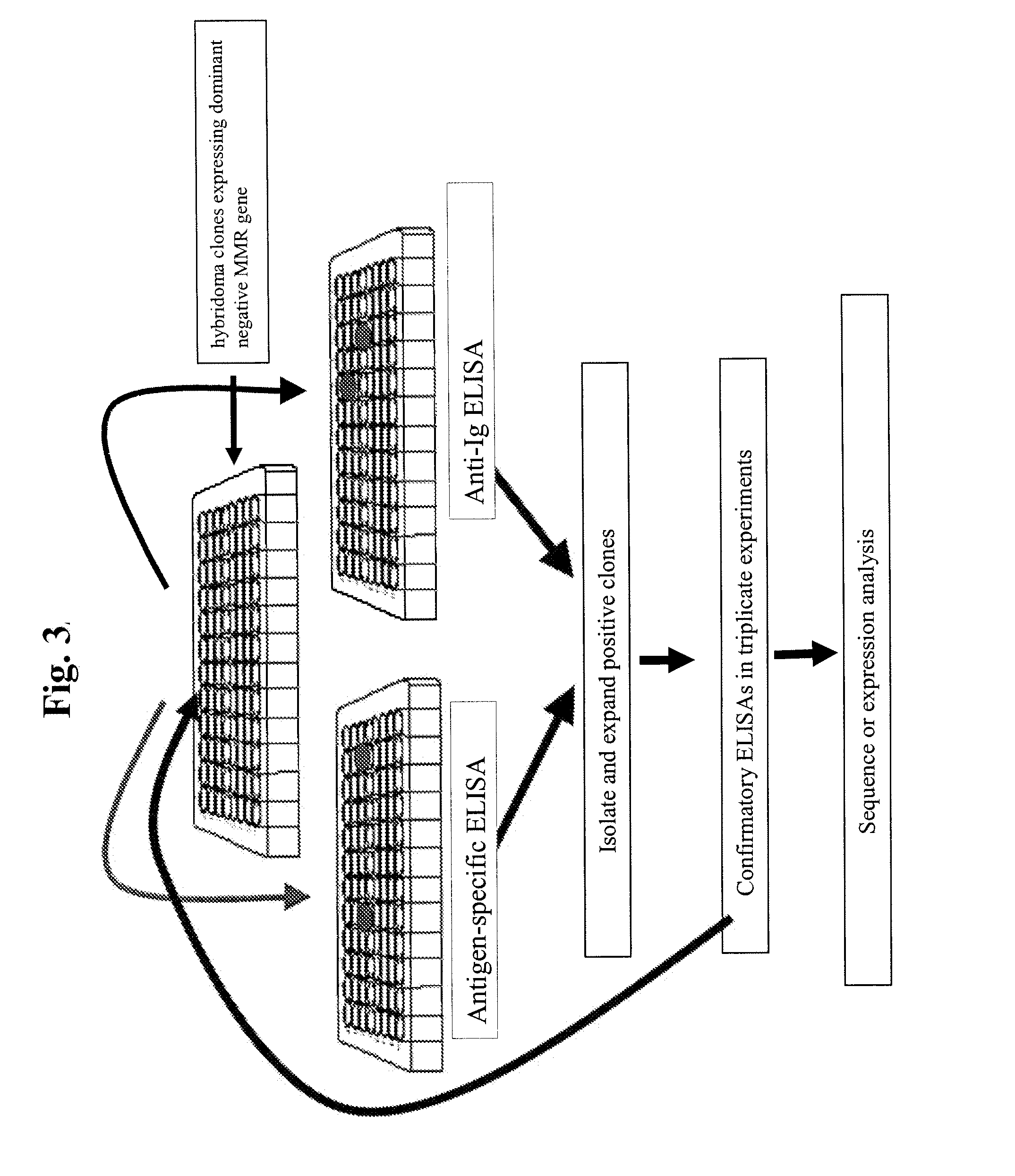 Antibodies And Methods For Generating Genetically Altered Antibodies With High Affinity