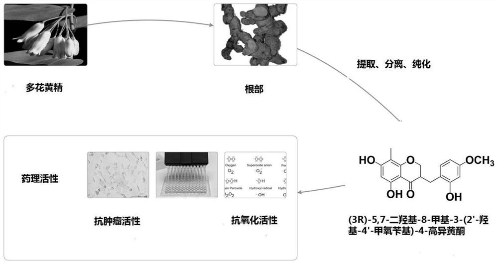 A kind of active flavonoid compound and its preparation method and application