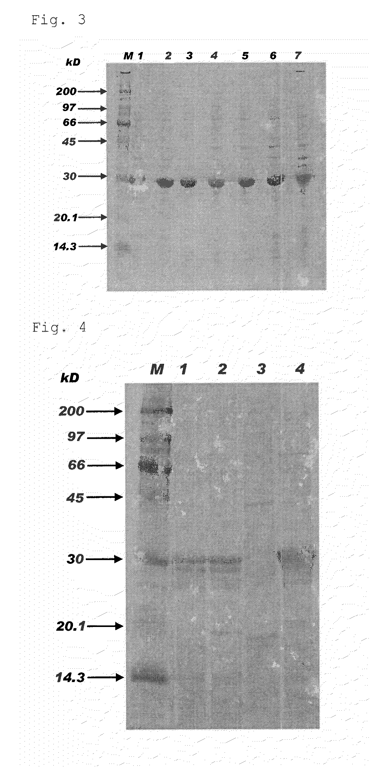 Process for preparing inclusion body-forming protein