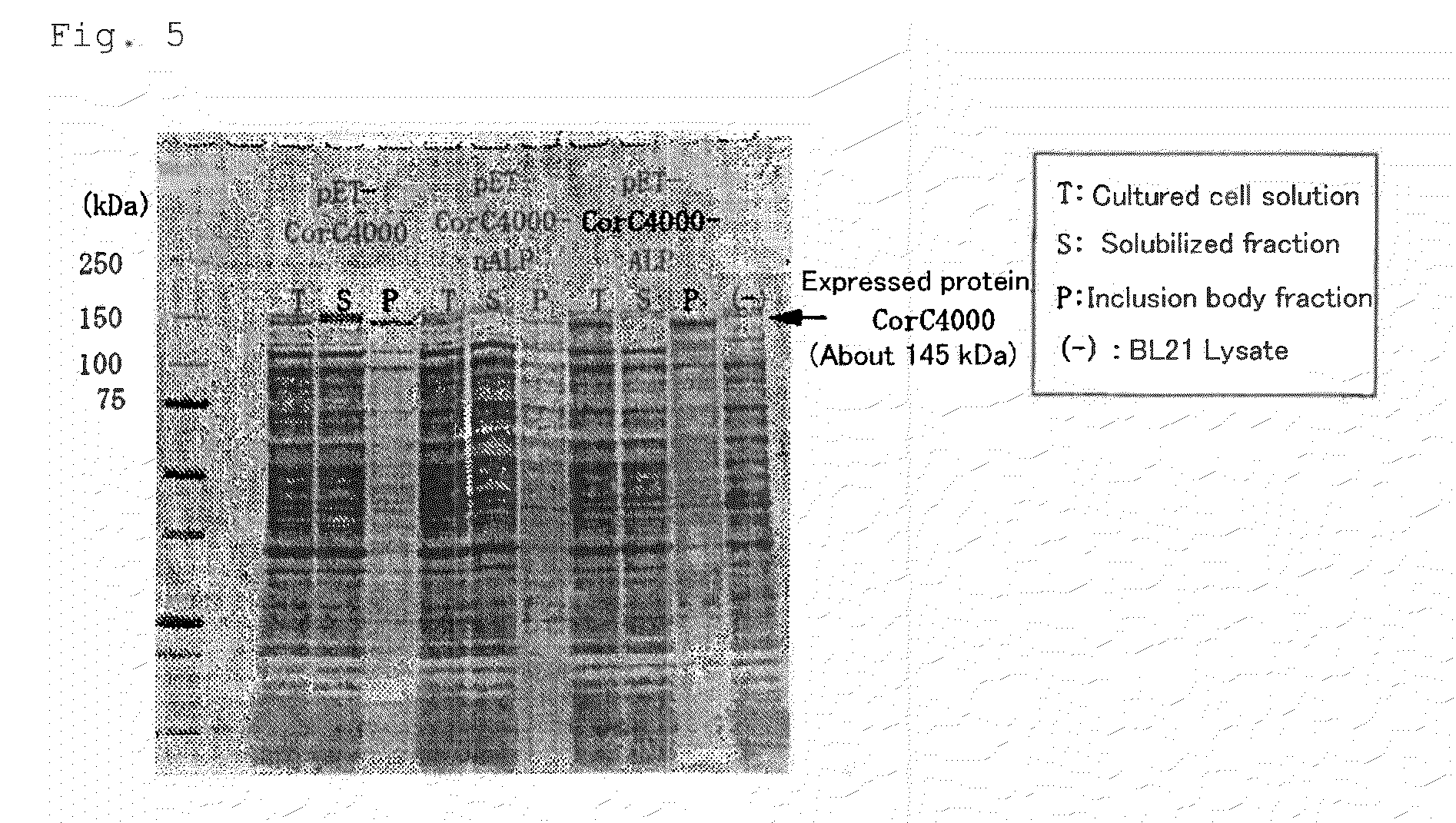 Process for preparing inclusion body-forming protein