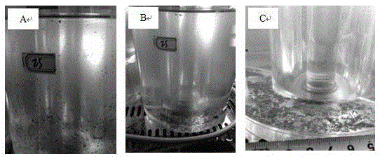 Rapid algae-liquid separation method for microalgae treatment wastewater