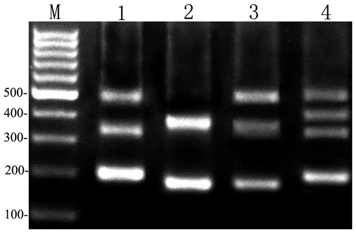 The specific primer sequence that can be applied in the method for identifying different fish and the dna molecular marker method for identifying different fish