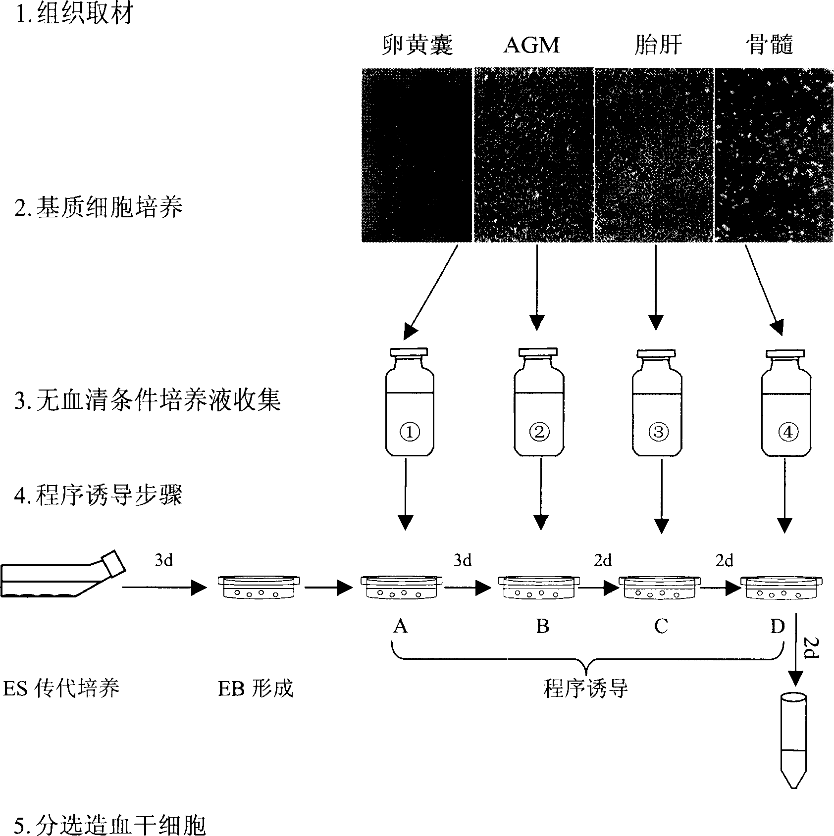 Programmed induction method for promoting embryo stem cell differentiation to hemapoietic stem cell