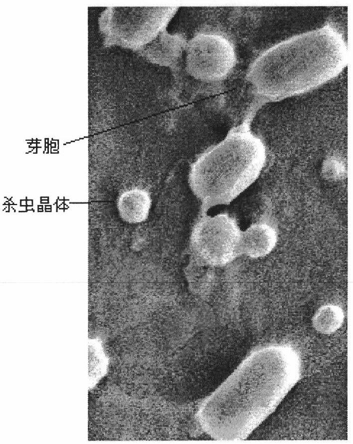 Bacillus thuringiensis YWC2-8 and application thereof